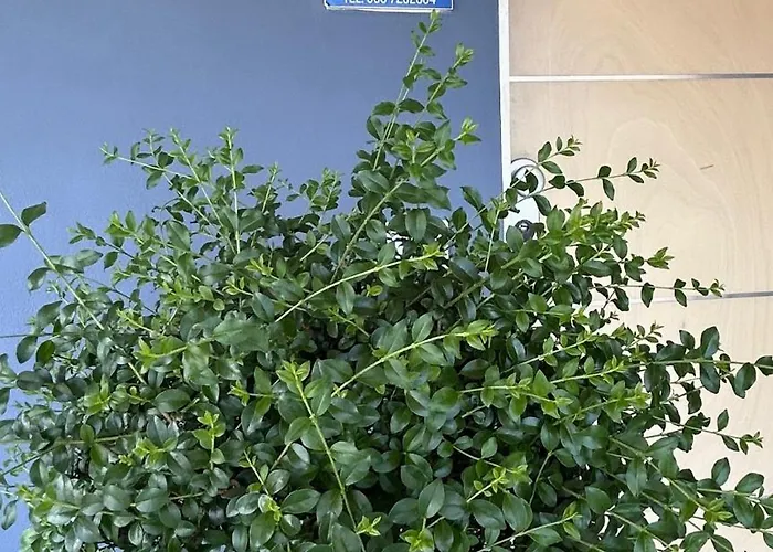 Ettore * Giuliano Teatino